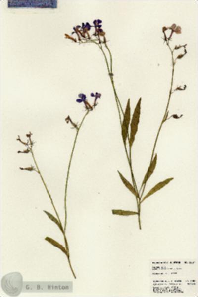 URN_catalog_HBHinton_herbarium_22887.jpg.jpg