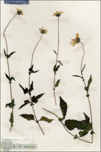 URN_catalog_HBHinton_herbarium_19054.jpg.jpg