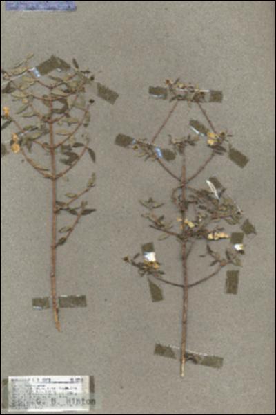 URN_catalog_HBHinton_herbarium_18712.jpg.jpg