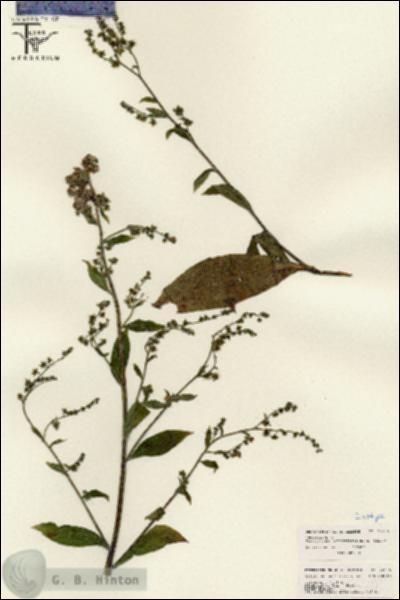 URN_catalog_HBHinton_herbarium_26206.jpg.jpg