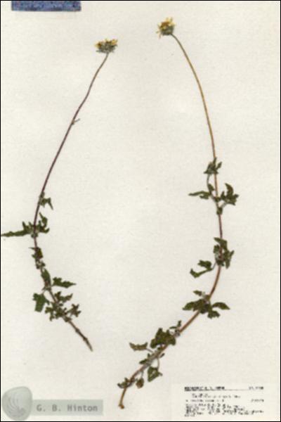 URN_catalog_HBHinton_herbarium_21038.jpg.jpg
