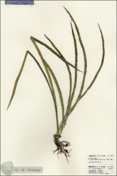 URN_catalog_HBHinton_herbarium_24585.jpg.jpg