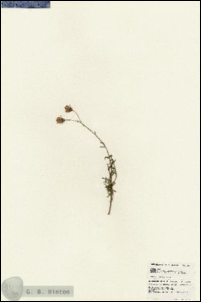 URN_catalog_HBHinton_herbarium_24853.jpg.jpg