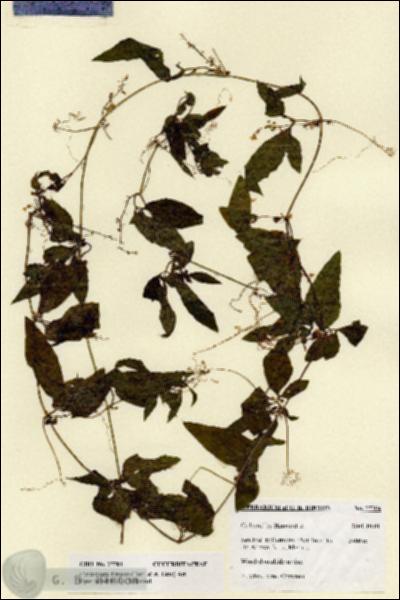 URN_catalog_HBHinton_herbarium_27704.jpg.jpg