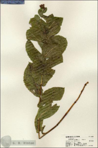 URN_catalog_HBHinton_herbarium_22530.jpg.jpg