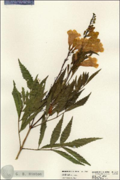 URN_catalog_HBHinton_herbarium_23549.jpg.jpg