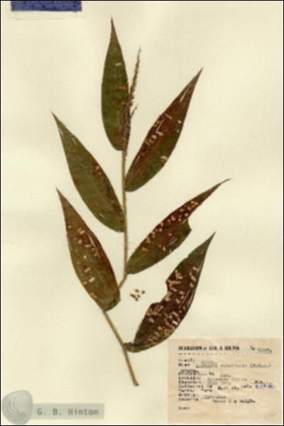 URN_catalog_HBHinton_herbarium_9386.jpg.jpg