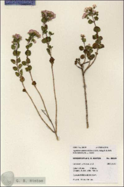 URN_catalog_HBHinton_herbarium_28129.jpg.jpg