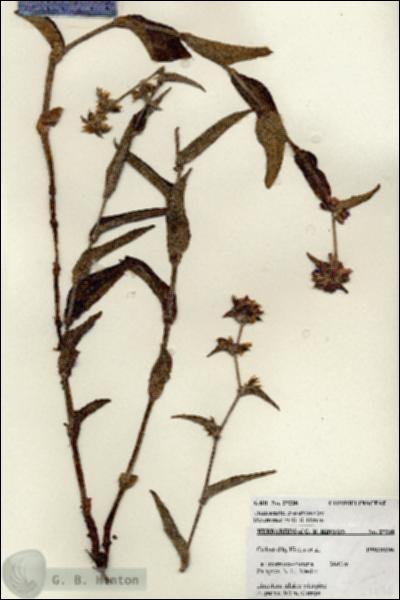 URN_catalog_HBHinton_herbarium_27238.jpg.jpg