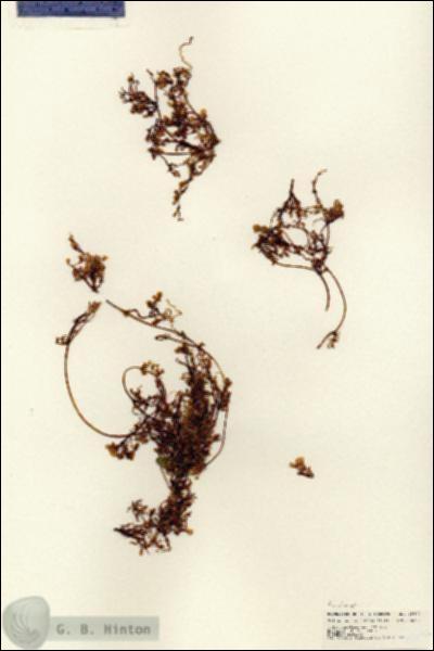URN_catalog_HBHinton_herbarium_25677.jpg.jpg