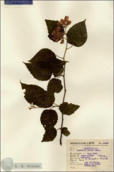 URN_catalog_HBHinton_herbarium_14472.jpg.jpg