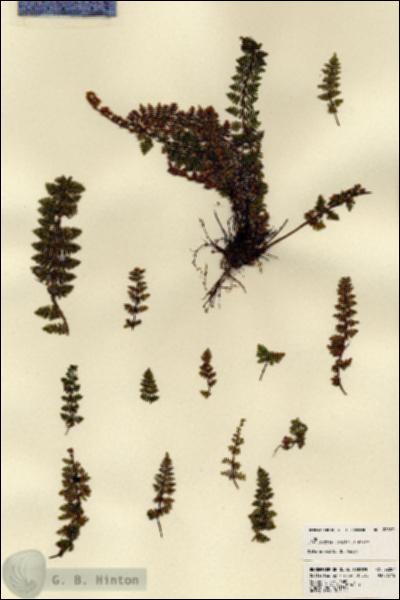URN_catalog_HBHinton_herbarium_22857.jpg.jpg