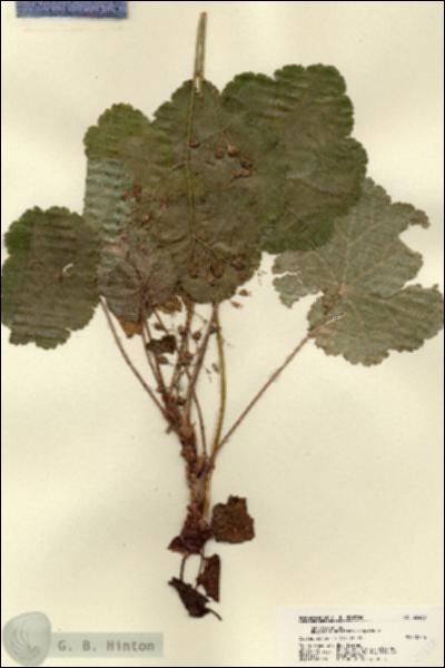 URN_catalog_HBHinton_herbarium_22438.jpg.jpg