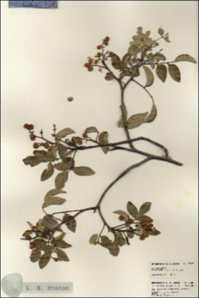 URN_catalog_HBHinton_herbarium_23889.jpg.jpg