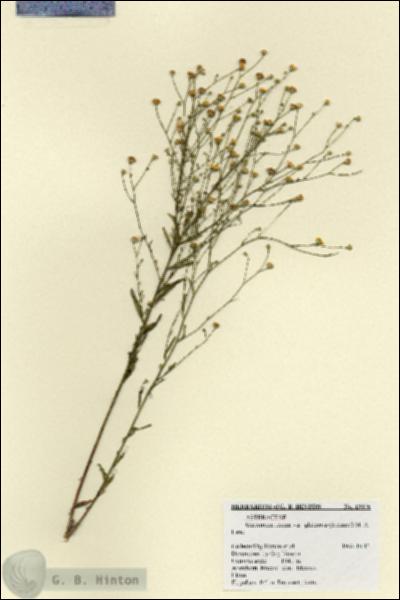 URN_catalog_HBHinton_herbarium_19076.jpg.jpg