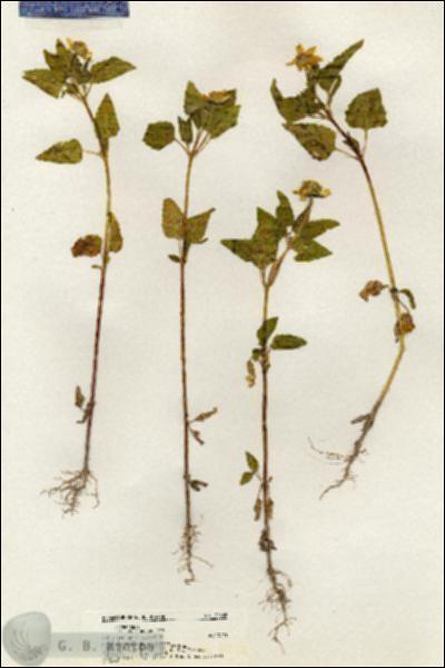URN_catalog_HBHinton_herbarium_20602.jpg.jpg