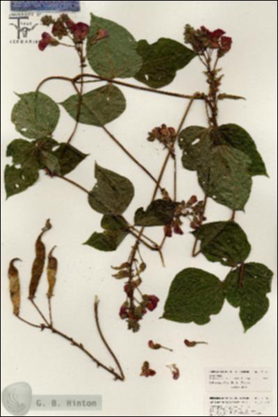 URN_catalog_HBHinton_herbarium_26366.jpg.jpg