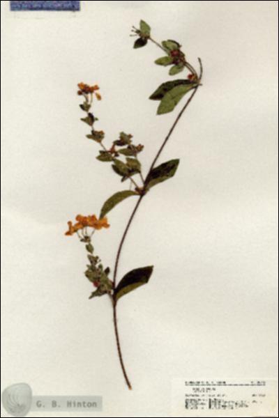 URN_catalog_HBHinton_herbarium_20832.jpg.jpg