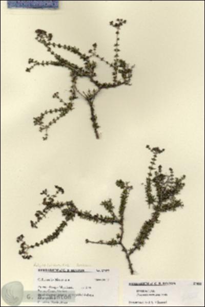 URN_catalog_HBHinton_herbarium_27455.jpg.jpg
