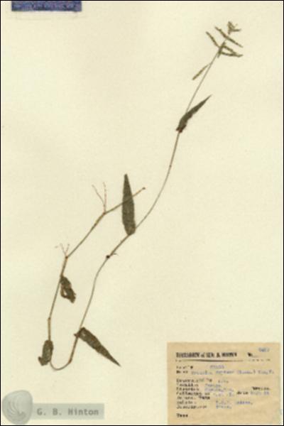 URN_catalog_HBHinton_herbarium_6487.jpg.jpg