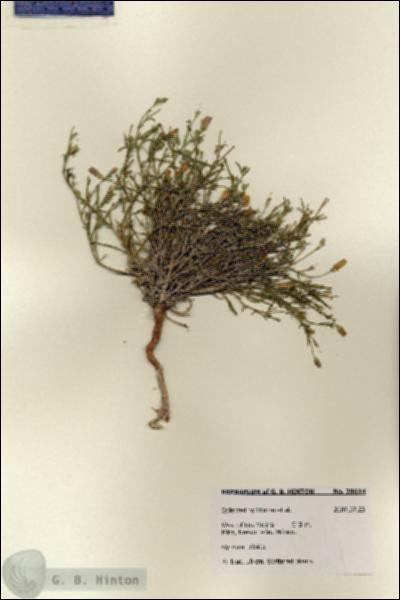 URN_catalog_HBHinton_herbarium_28614.jpg.jpg