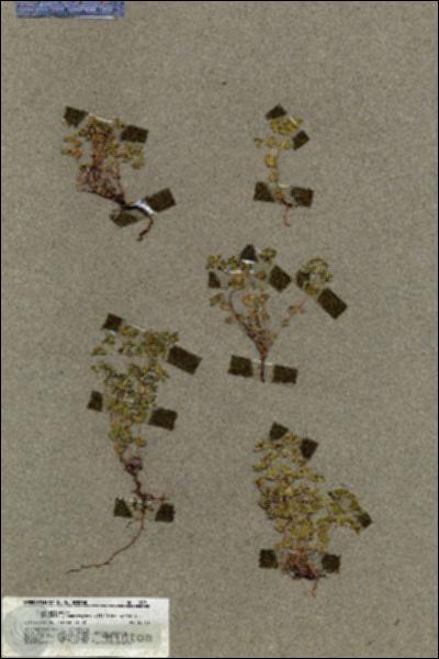 URN_catalog_HBHinton_herbarium_19851.jpg.jpg