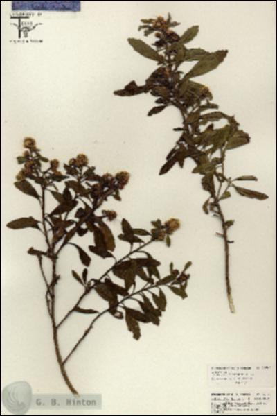 URN_catalog_HBHinton_herbarium_26520.jpg.jpg