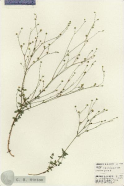 URN_catalog_HBHinton_herbarium_21307.jpg.jpg