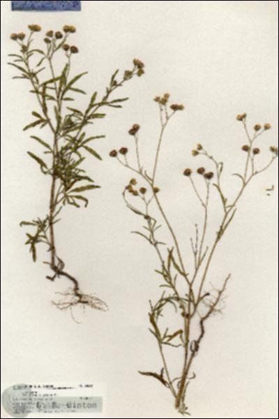 URN_catalog_HBHinton_herbarium_20619.jpg.jpg
