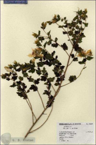 URN_catalog_HBHinton_herbarium_17655.jpg.jpg