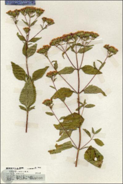 URN_catalog_HBHinton_herbarium_19919.jpg.jpg