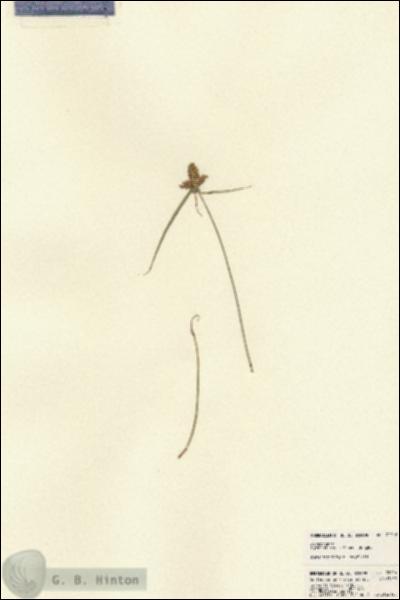URN_catalog_HBHinton_herbarium_22216.jpg.jpg