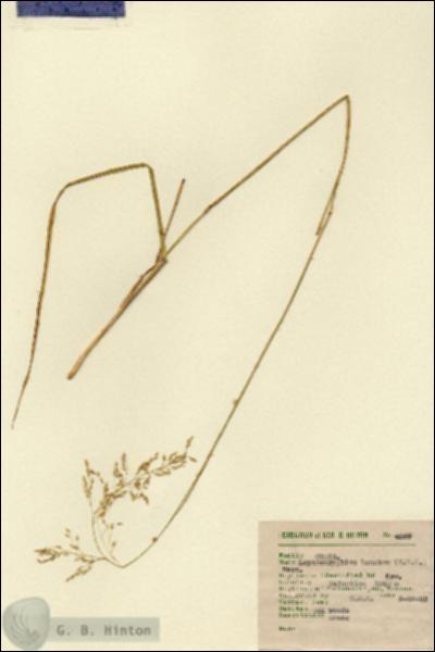 URN_catalog_HBHinton_herbarium_4587.jpg.jpg