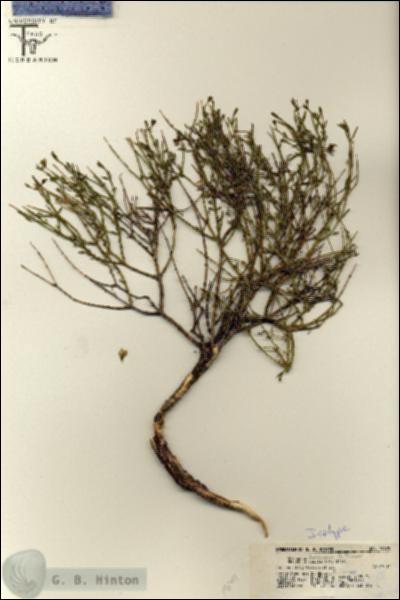 URN_catalog_HBHinton_herbarium_19679.jpg.jpg