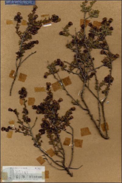 URN_catalog_HBHinton_herbarium_18072.jpg.jpg