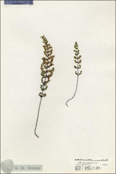 URN_catalog_HBHinton_herbarium_20580.jpg.jpg