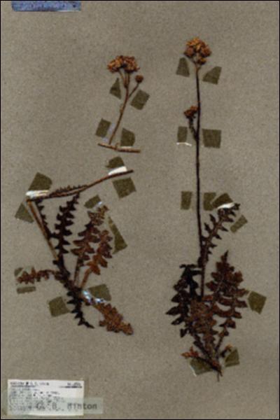 URN_catalog_HBHinton_herbarium_18306.jpg.jpg