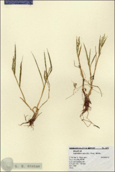 URN_catalog_HBHinton_herbarium_6676.jpg.jpg