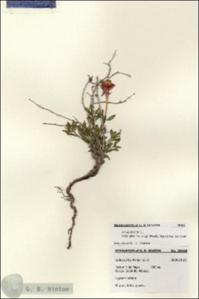 URN_catalog_HBHinton_herbarium_28468.jpg.jpg