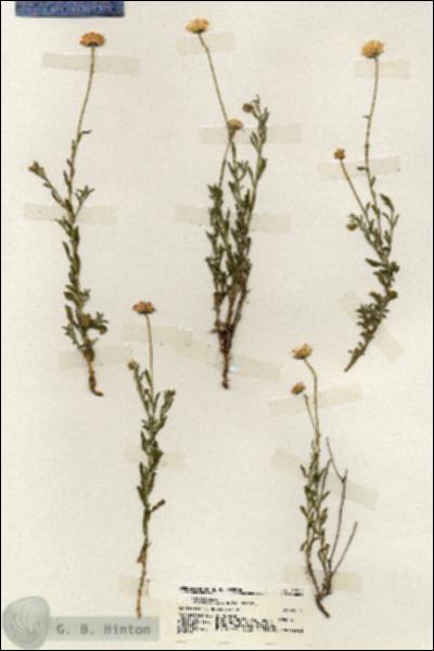 URN_catalog_HBHinton_herbarium_19725.jpg.jpg