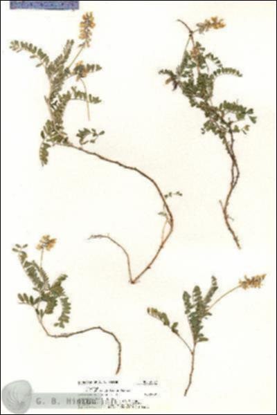 URN_catalog_HBHinton_herbarium_20577.jpg.jpg