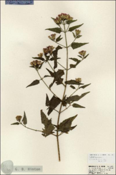 URN_catalog_HBHinton_herbarium_23875.jpg.jpg