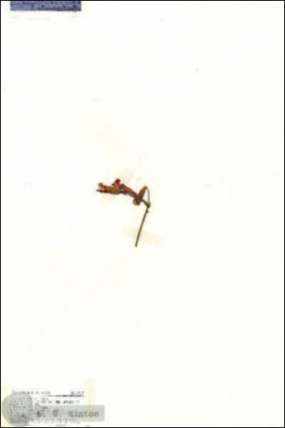 URN_catalog_HBHinton_herbarium_19197.jpg.jpg