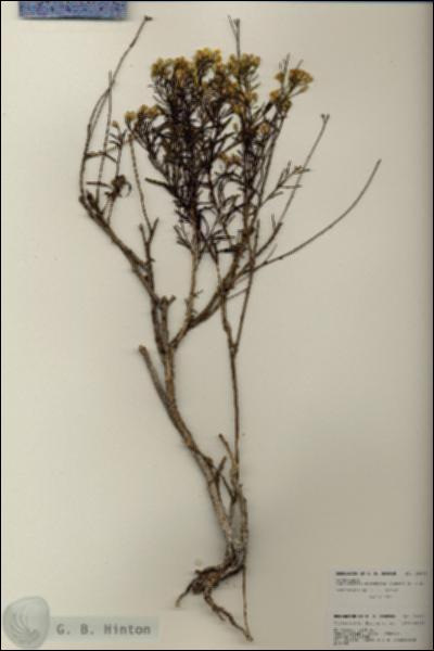 URN_catalog_HBHinton_herbarium_25973.jpg.jpg
