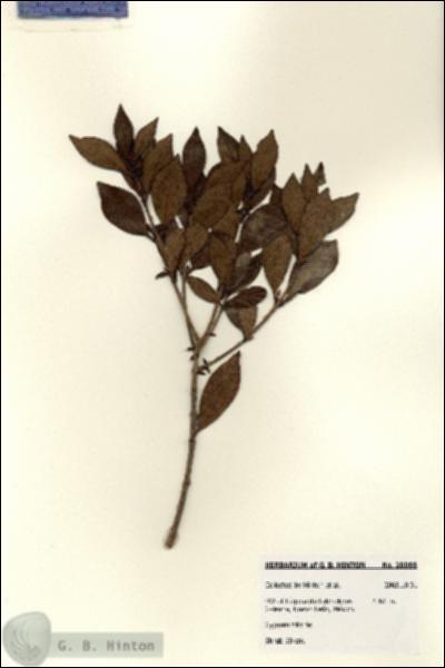 URN_catalog_HBHinton_herbarium_28088.jpg.jpg