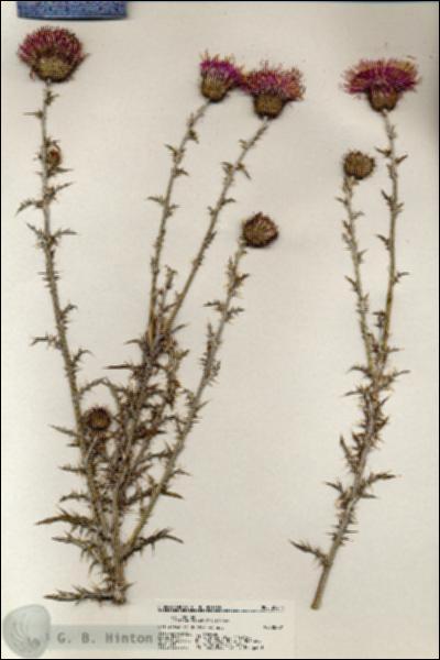 URN_catalog_HBHinton_herbarium_20614.jpg.jpg