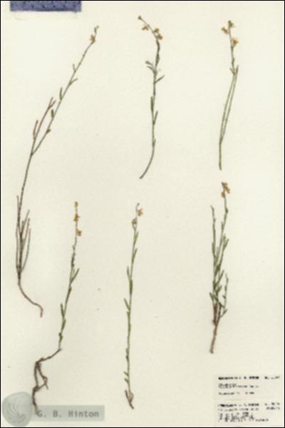 URN_catalog_HBHinton_herbarium_22849.jpg.jpg
