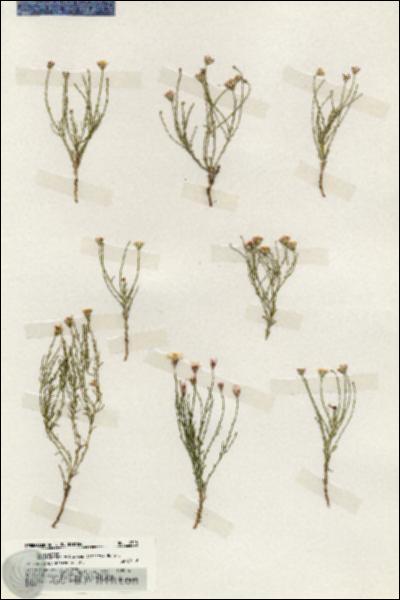 URN_catalog_HBHinton_herbarium_19723.jpg.jpg
