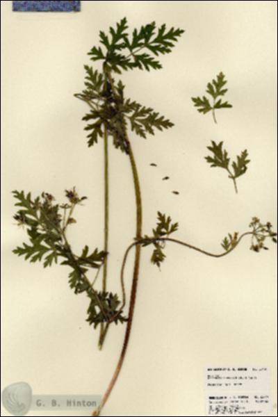 URN_catalog_HBHinton_herbarium_23490.jpg.jpg