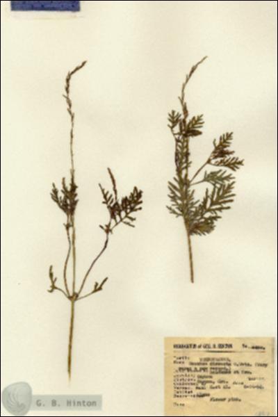 URN_catalog_HBHinton_herbarium_6492.jpg.jpg